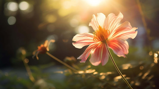 Răsărit în petale