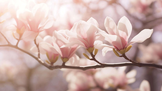 Primăvara în floare